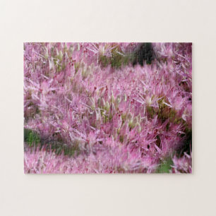 Rosa Sedum Autumn Flowers Multiplied Pussel