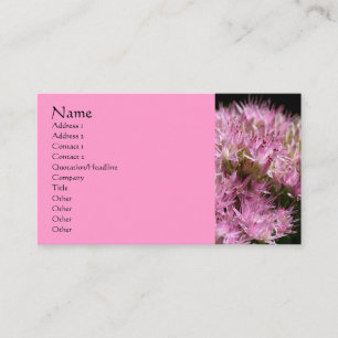 Rosa Sedum Blomsterfotografi Affärskort Visitkort
