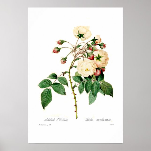 Rosa semperflorens;Adelaide d'Orleans Poster (Framsidan)