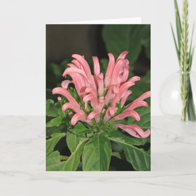 Rosa SHrimp Plant Note Card Kort (Framsida)