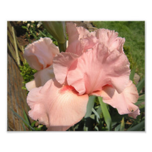 Rosa skäggig Iris Fototryck