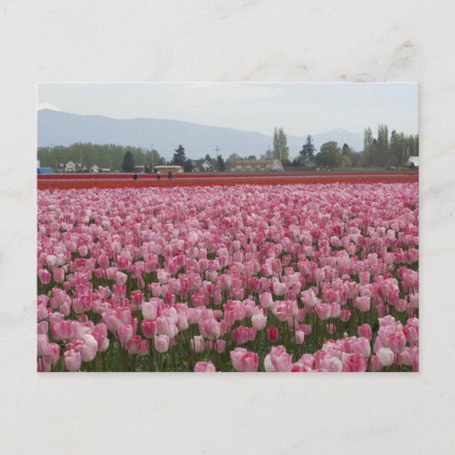 Rosa Skagit Valley Tulpaner Vykort (Framsida)