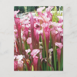 Rosa skålväxt ; Rosa blommor Vykort