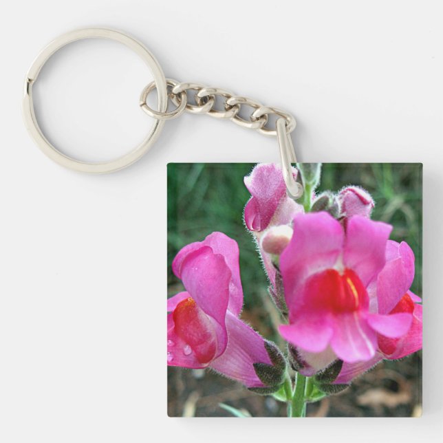 Rosa Snapdragon blommor (Framsidan)