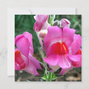 Rosa Snapdragon Flowers