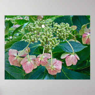 Rosa Snöre-Cap Hydrangea-Blommar - Poster
