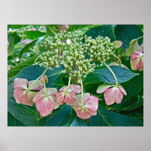 Rosa Snöre-Cap Hydrangea-Blommar - Poster (Framsidan)