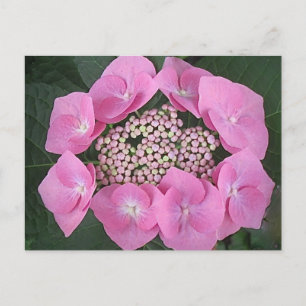 Rosa Snöre Cap Hydrangea vykort