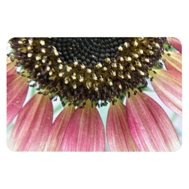 Rosa Solrosbidrag, magnesium Magnet (Horisontell)