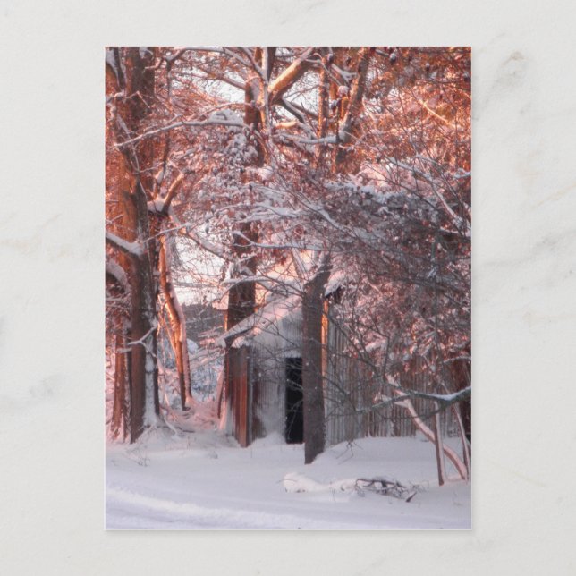 Rosa Soluppgång på Snö Winter Photo Vykort (Framsida)