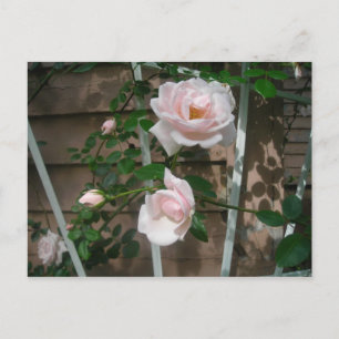 rosa som klättrar i ro vykort