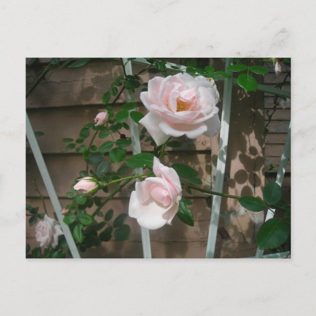 rosa som klättrar i ro vykort (Framsida)