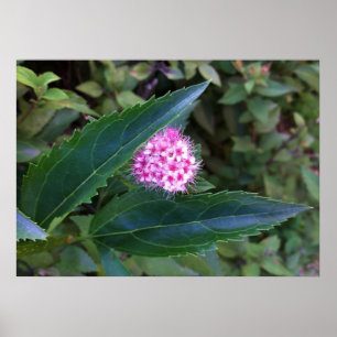 Rosa sommarblomma poster