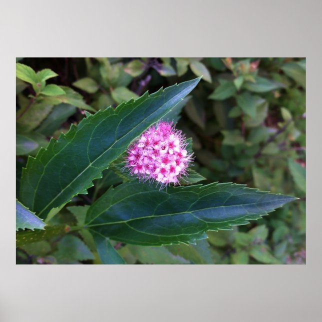 Rosa sommarblomma poster (Framsidan)