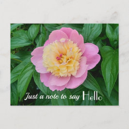 Rosa Sorbet Peony Hej Hej Uttryck Vykort