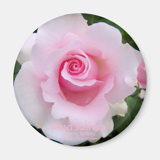 Rosa‘Soshun’：Round Magnet (Framsidan)