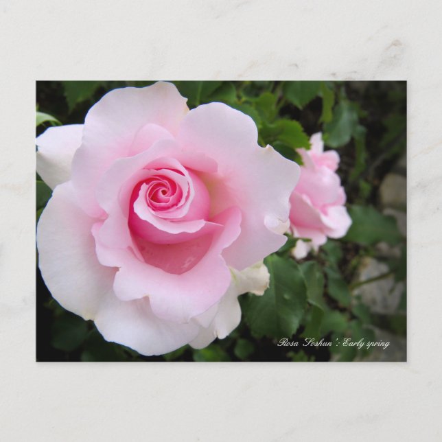 Rosa"Soshun":vykort Vykort (Framsida)