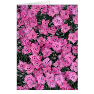 Rosa sötwilliam-blommor hälsningskort