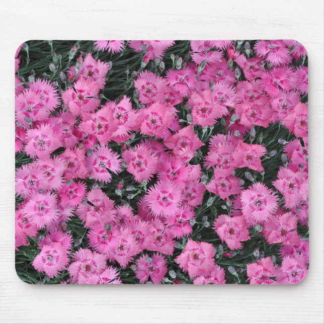 Rosa sötwilliam-blommor musmatta (Framsidan)