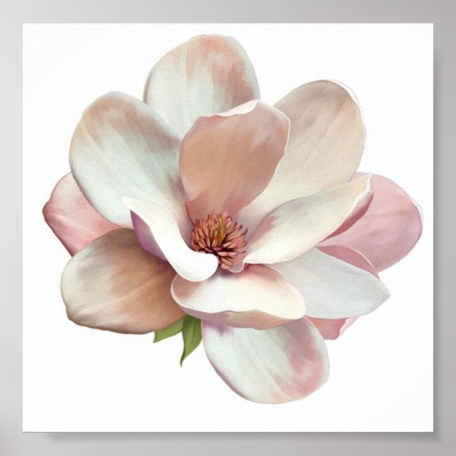 Rosa Southern magnolia poster (Framsidan)