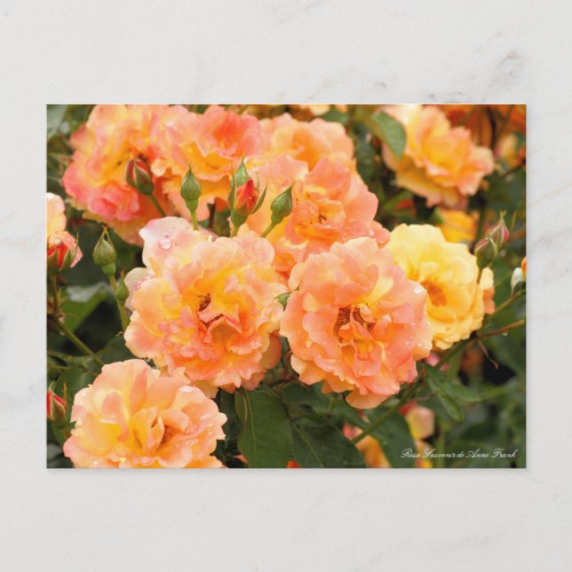 Rosa Souvenir de Anne Frank:Postcard Vykort (Framsida)