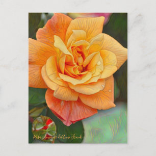 Rosa Souvenir de Anne Frank [vykort] Vykort