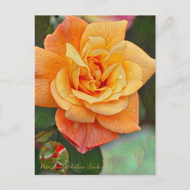 Rosa Souvenir de Anne Frank [vykort] Vykort (Framsida)