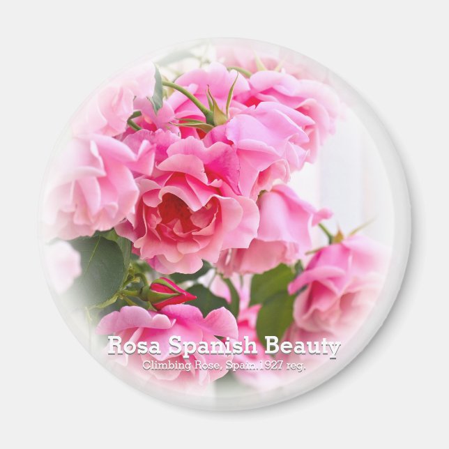 Rosa Spain Beauty Magnet (Framsidan)