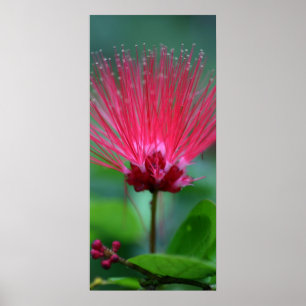 Rosa spiken poster