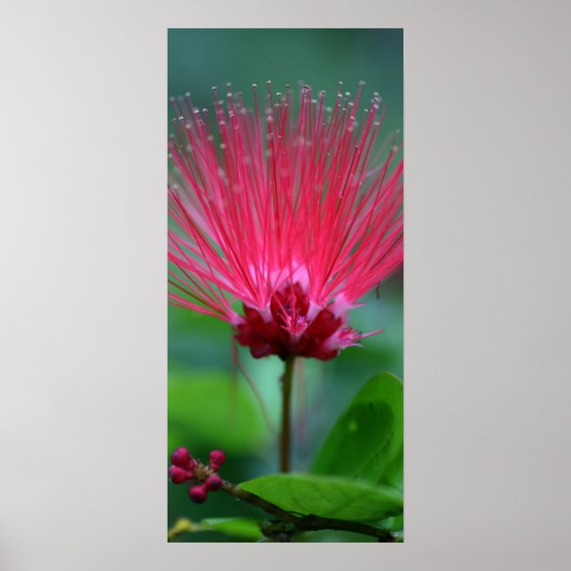 Rosa Spiken Poster (Framsidan)