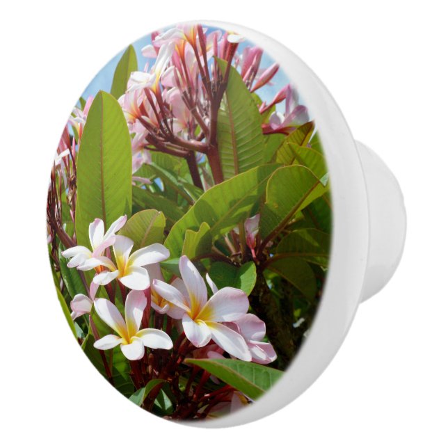 Rosa Splendor, Rosa Frangipani Blooms på Träd Knopp (Höger)