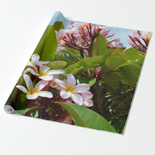 Rosa Splendor, Rosa Frangipani Blooms på Träd Presentpapper
