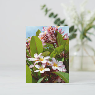 Rosa Splendor, Rosa Frangipani Blooms på Träd Vykort