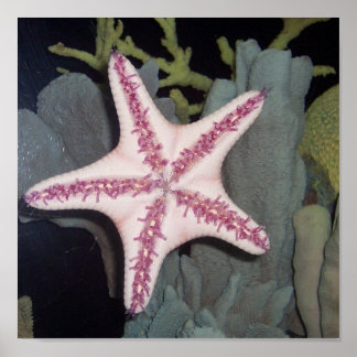 Rosa Starfish Poster