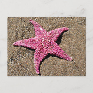 Rosa Starfish Vykort