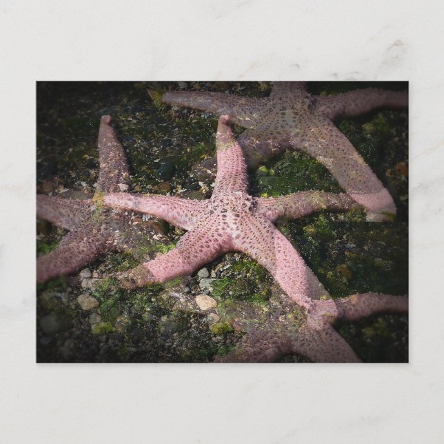 Rosa Starfish-vykort Vykort (Framsida)