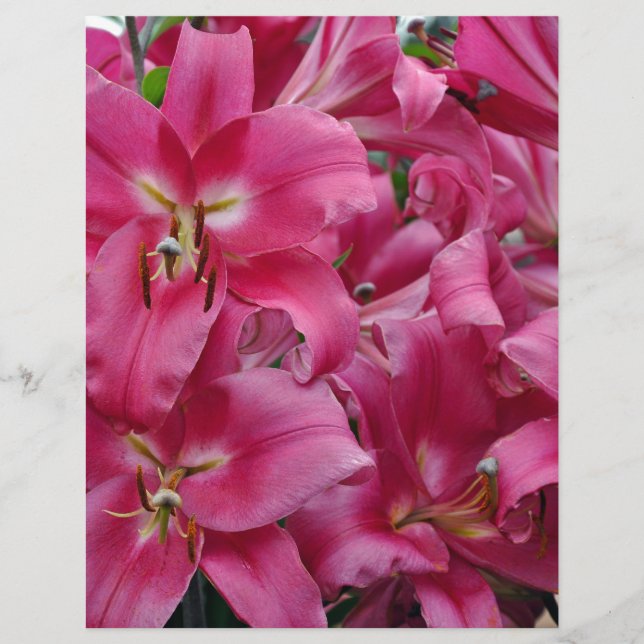 Rosa stargazer lilies (Framsida)