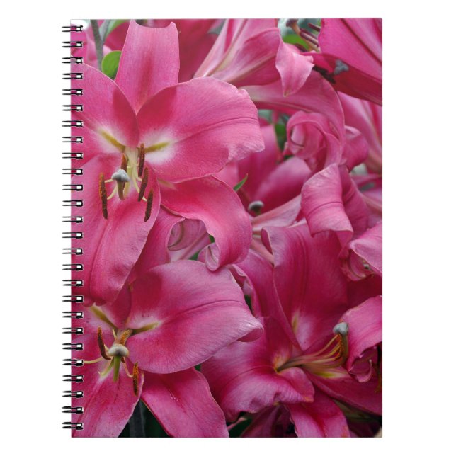 Rosa stargazer lilies anteckningsbok med spiral (Framsidan)