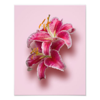 Rosa Stargazer Lilies Fototryck