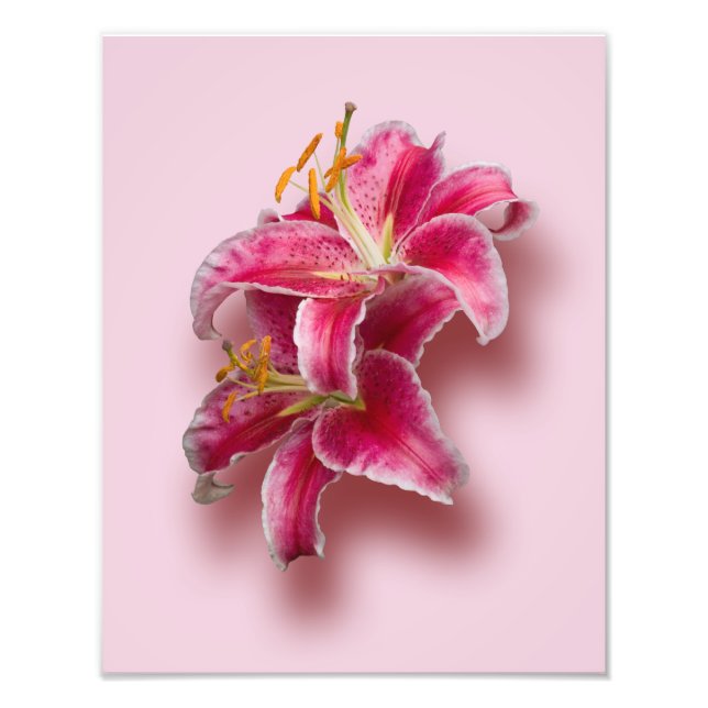 Rosa Stargazer Lilies Fototryck (Framsidan)
