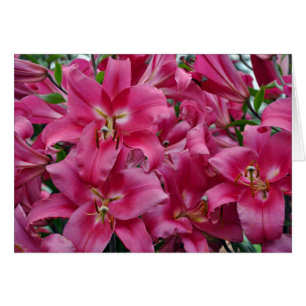 Rosa stargazer lilies hälsningskort