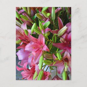 Rosa stargazer lilies vykort