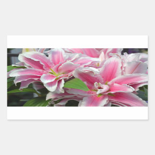 Rosa stargazer, liljeblommor rektangulärt klistermärke