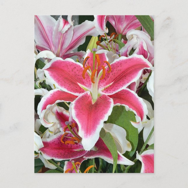 Rosa stargazer, liljeblommor vykort (Framsida)