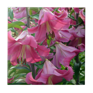Rosa stargazer, liljor kakelplatta