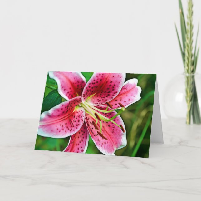 Rosa Stargazer Lily Blank Card Kort (Framsida)