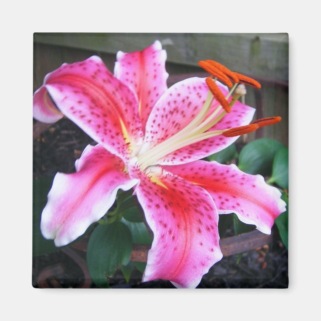 Rosa Stargazer Lily Magnet (Framsidan)