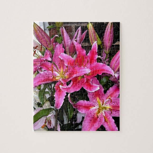 Rosa Stargazer Lily Pussel (Vertikal)