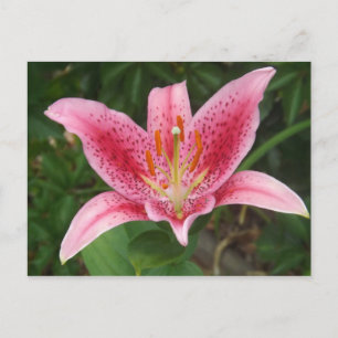Rosa Stargazer-vykort Vykort