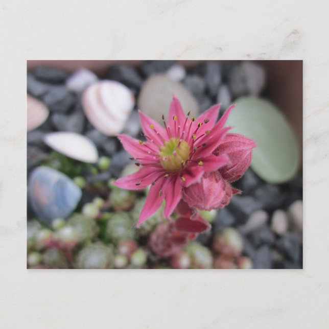 Rosa Steingartenblüte Vykort (Framsida)